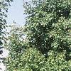 Acer saccharum 'Green Mountain', habit