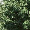 Acer saccharum 'Green Mountain', habit