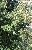 Acer saccharum 'Green Mountain', habit
