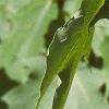 Acer saccharum 'Green Mountain', leaves