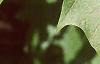 Acer saccharum 'Green Mountain', leaves