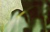 Acer saccharum 'Green Mountain', leaves