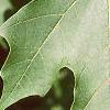 Acer saccharum 'Green Mountain', leaves