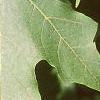 Acer saccharum 'Green Mountain', leaves