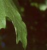 Acer saccharum 'Green Mountain', leaves