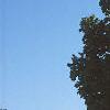 Acer saccharum 'Goldspire', habit
