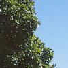 Acer saccharum 'Goldspire', habit