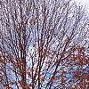 Acer saccharum 'Legacy', fall color