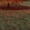 Acer saccharum 'Legacy', fall color