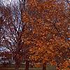Acer saccharum 'Legacy', fall color