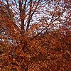 Acer saccharum 'Legacy', fall color