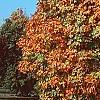Acer saccharum 'Natchez', habit