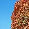 Acer saccharum 'Natchez', habit