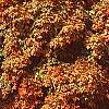 Acer saccharum 'Natchez', habit
