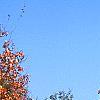 Acer saccharum 'Natchez', habit