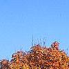 Acer saccharum 'Natchez', habit