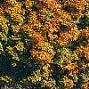 Acer saccharum 'Natchez', habit