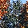 Acer saccharum 'Natchez', habit