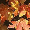 Acer saccharum 'Natchez', fall color