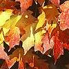 Acer saccharum 'Natchez', fall color