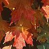 Acer saccharum 'Natchez', fall color