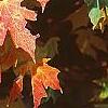 Acer saccharum 'Natchez', fall color