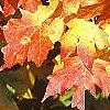 Acer saccharum 'Natchez', fall color
