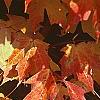 Acer saccharum 'Natchez', fall color