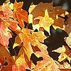 Acer saccharum 'Natchez', fall color