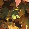Acer saccharum 'Natchez', fall color
