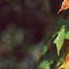 Acer saccharum 'Natchez', fall color