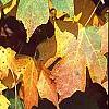 Acer saccharum 'Natchez', fall color