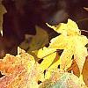 Acer saccharum 'Natchez', fall color