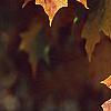 Acer saccharum 'Natchez', fall color