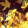 Acer saccharum 'Natchez', fall color