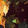 Acer saccharum 'Natchez', fall color