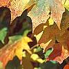 Acer saccharum 'Natchez', fall color