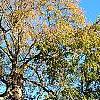 Acer saccharum ssp. nigrum, habit