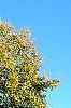 Acer saccharum ssp. nigrum, habit