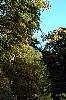 Acer saccharum ssp. nigrum, habit