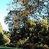 Acer saccharum ssp. nigrum, habit