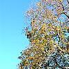 Acer saccharum ssp. nigrum, habit