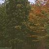 Acer saccharum 'Newton Sentry', fall color