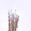 Acer saccharum 'Newton Sentry', fall color