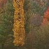 Acer saccharum 'Newton Sentry', fall color