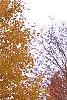 Acer saccharum 'Seneca Chief', fall color
