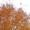 Acer saccharum 'Seneca Chief', fall color