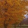 Acer saccharum 'Seneca Chief', fall color