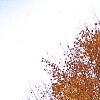 Acer saccharum 'Seneca Chief', fall color