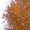 Acer saccharum 'Seneca Chief', fall color